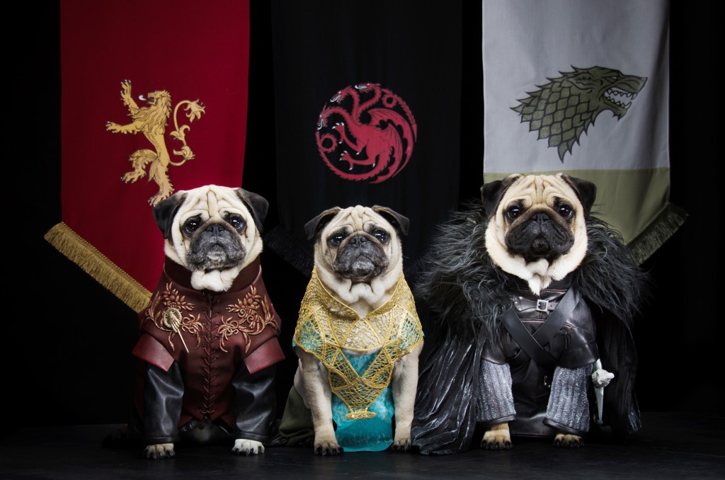 Game of Thrones Pugs: Couple Recreate Hit HBO Series With Their Three Dogs