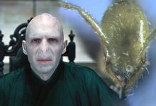 Voldemort karınca